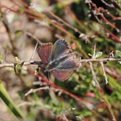 Paralucia crosbyi (Violet Copper Butterfly) at Rendezvous Creek, ACT - 1 Sep 2022 by RAllen