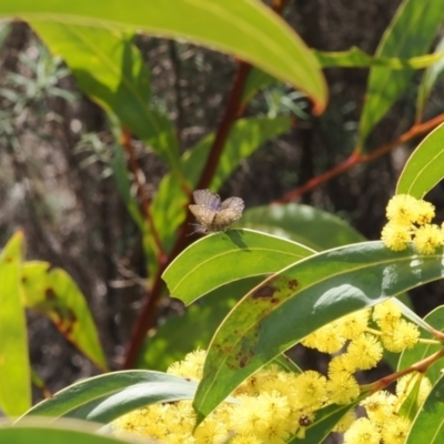 Paralucia spinifera (Bathurst or Purple Copper Butterfly) at Rendezvous Creek, ACT - 1 Sep 2022 by RAllen