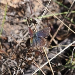Paralucia crosbyi (Violet Copper Butterfly) by RAllen