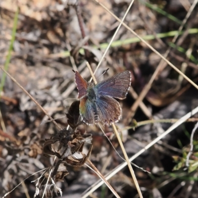 Paralucia crosbyi (Violet Copper Butterfly) by RAllen