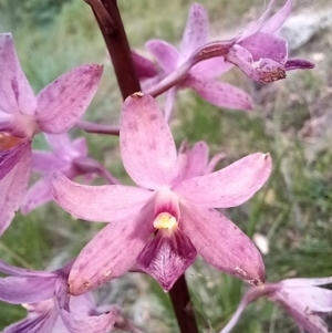 Dipodium roseum at Tennent, ACT - 17 Feb 2022