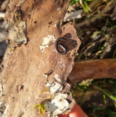 Diplopoda (class) (Unidentified millipede) at Bungendore, NSW - 4 Sep 2022 by clarehoneydove