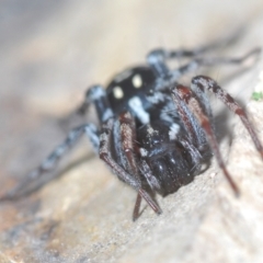 Nyssus coloripes (Spotted Ground Swift Spider) at Forde, ACT - 4 Sep 2022 by Harrisi