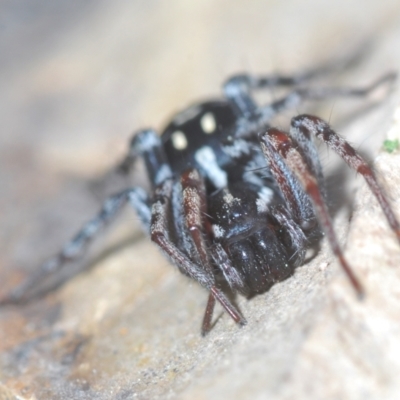 Nyssus coloripes (Spotted Ground Swift Spider) at Forde, ACT - 4 Sep 2022 by Harrisi