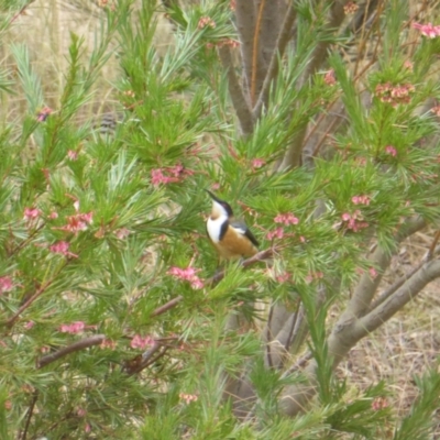 Acanthorhynchus tenuirostris (Eastern Spinebill) at Isaacs, ACT - 4 Sep 2022 by Mike