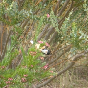 Acanthorhynchus tenuirostris at Isaacs, ACT - 4 Sep 2022