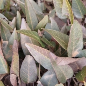 Hardenbergia violacea at Bungendore, NSW - 4 Sep 2022