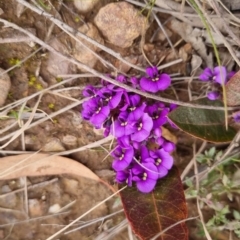 Hardenbergia violacea at Bungendore, NSW - 4 Sep 2022 02:15 PM