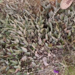 Hardenbergia violacea at Bungendore, NSW - 4 Sep 2022