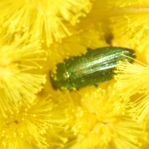 Melobasis obscurella at Molonglo Valley, ACT - 4 Sep 2022