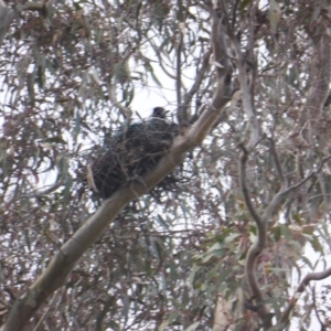 Gymnorhina tibicen at O'Malley, ACT - 2 Sep 2022