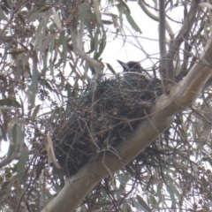 Gymnorhina tibicen at O'Malley, ACT - 2 Sep 2022