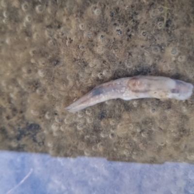 Ambigolimax sp. (valentius and waterstoni) (Striped Field Slug) at Bungendore, NSW - 4 Sep 2022 by clarehoneydove