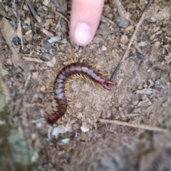 Cormocephalus aurantiipes (Orange-legged Centipede) at Bungendore, NSW - 4 Sep 2022 by clarehoneydove