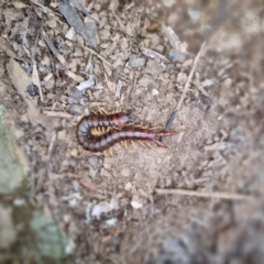 Cormocephalus aurantiipes at Bungendore, NSW - 4 Sep 2022