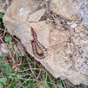 Cormocephalus aurantiipes at Bungendore, NSW - 4 Sep 2022 04:10 PM