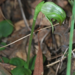 Pterostylis nutans at Bowning, NSW - suppressed