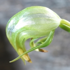 Pterostylis nutans at Bowning, NSW - 4 Sep 2022