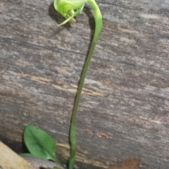 Pterostylis nutans at Bowning, NSW - suppressed