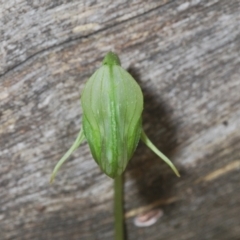 Pterostylis nutans at Bowning, NSW - 4 Sep 2022