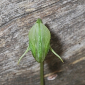 Pterostylis nutans at Bowning, NSW - 4 Sep 2022