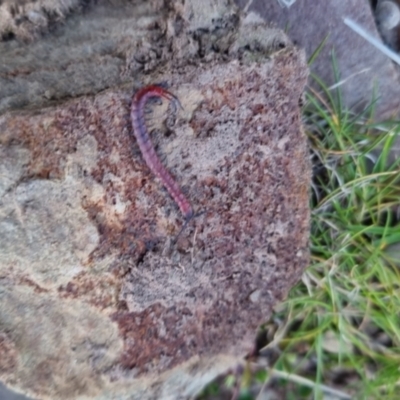 Scolopendromorpha (order) (A centipede) at Bungendore, NSW - 4 Sep 2022 by clarehoneydove