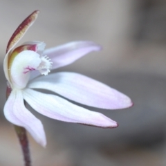 Caladenia fuscata (Dusky Fingers) at Molonglo Valley, ACT - 4 Sep 2022 by Harrisi
