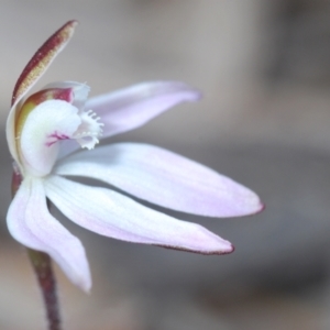 Caladenia fuscata at Molonglo Valley, ACT - suppressed