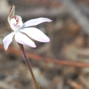 Caladenia fuscata at Molonglo Valley, ACT - suppressed