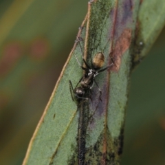 Camponotus aeneopilosus (A Golden-tailed sugar ant) at Mount Ainslie to Black Mountain - 31 Aug 2022 by amiessmacro