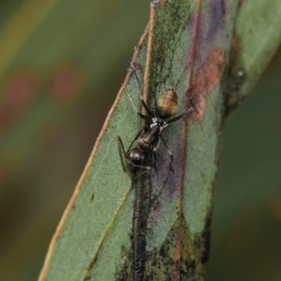 Camponotus aeneopilosus (A Golden-tailed sugar ant) at ANU Garran Precinct - 31 Aug 2022 by amiessmacro