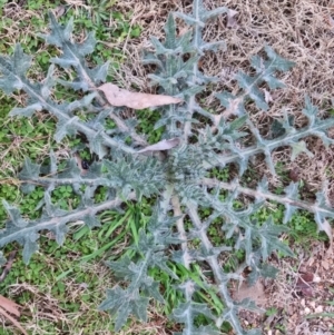 Cirsium vulgare at Bungendore, NSW - 4 Sep 2022 05:25 PM