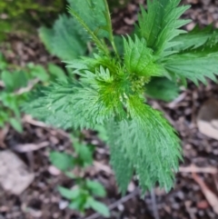 Urtica urens (Small Nettle) at Bungendore, NSW - 4 Sep 2022 by clarehoneydove