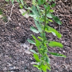 Urtica urens at Bungendore, NSW - 4 Sep 2022 05:23 PM