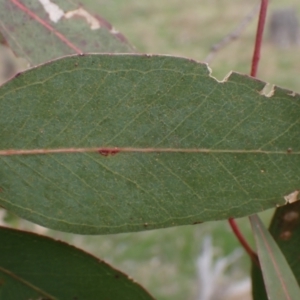 Eucalyptus blakelyi at Mullion, NSW - 4 Sep 2022