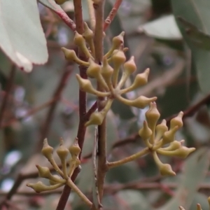 Eucalyptus macrorhyncha at Mullion, NSW - 4 Sep 2022