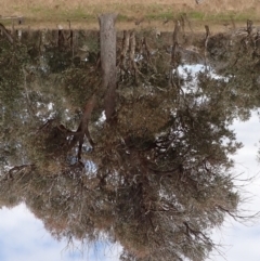 Eucalyptus macrorhyncha at Mullion, NSW - 4 Sep 2022