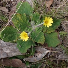 Cymbonotus sp. (preissianus or lawsonianus) (Bears Ears) at Mullion, NSW - 4 Sep 2022 by drakes