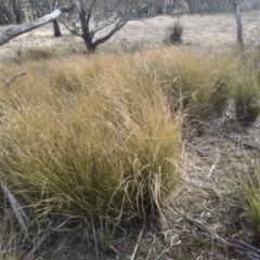 Poa labillardierei (Common Tussock Grass, River Tussock Grass) at Cooma, NSW - 4 Sep 2022 by mahargiani