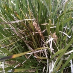 Lomandra longifolia at Cooma, NSW - 4 Sep 2022