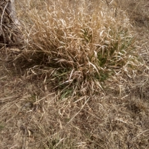 Phalaris aquatica at Cooma, NSW - 4 Sep 2022