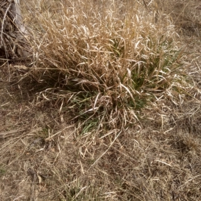 Phalaris aquatica (Phalaris, Australian Canary Grass) at Cooma, NSW - 4 Sep 2022 by mahargiani