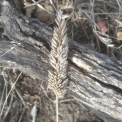 Phalaris aquatica at Cooma, NSW - 4 Sep 2022