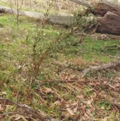 Indigofera adesmiifolia at Molonglo Valley, ACT - 31 Aug 2022