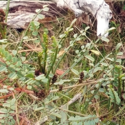 Indigofera adesmiifolia (Tick Indigo) at Molonglo Valley, ACT - 31 Aug 2022 by sangio7