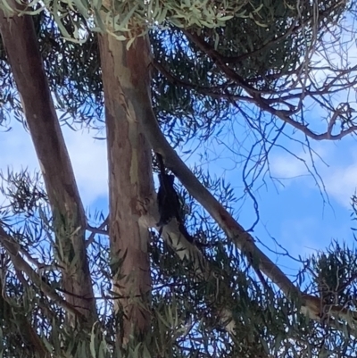 Callocephalon fimbriatum (Gang-gang Cockatoo) at Theodore, ACT - 5 Sep 2022 by Cardy