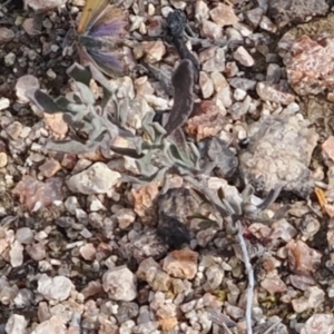 Hibbertia obtusifolia at Rendezvous Creek, ACT - 1 Sep 2022