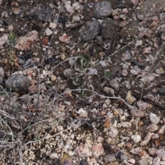 Hibbertia obtusifolia at Rendezvous Creek, ACT - 1 Sep 2022