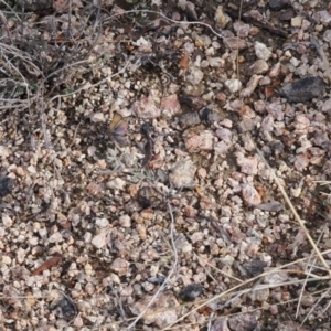 Hibbertia obtusifolia at Rendezvous Creek, ACT - 1 Sep 2022