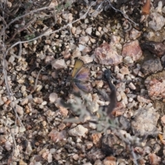 Hibbertia obtusifolia at Rendezvous Creek, ACT - 1 Sep 2022